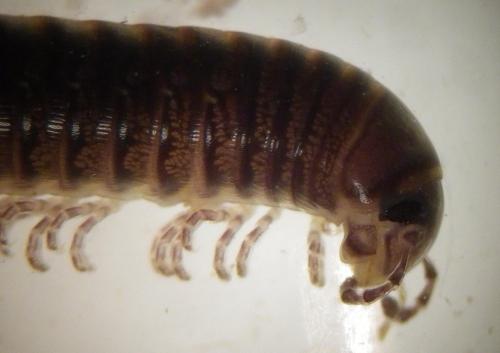 Réf. 271 141 : Cylindroiulus caeruleocinctus